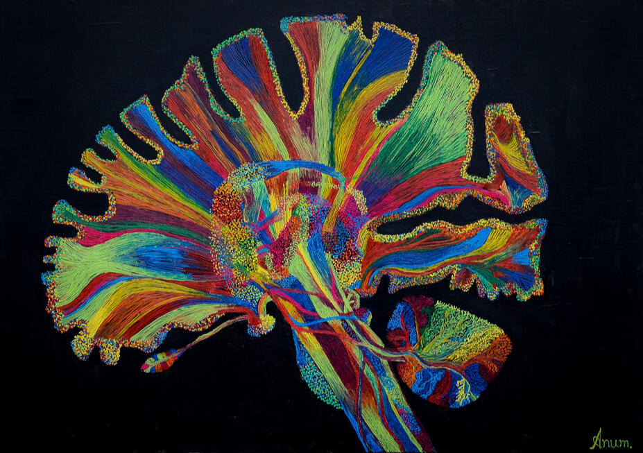 The brain connectome